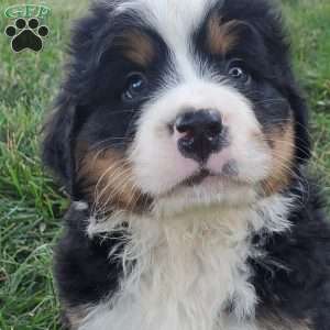 SANTANA, Bernese Mountain Dog Puppy