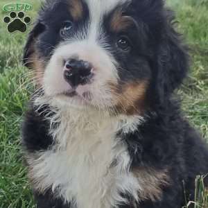 SANTANA, Bernese Mountain Dog Puppy