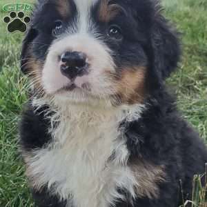 SANTANA, Bernese Mountain Dog Puppy