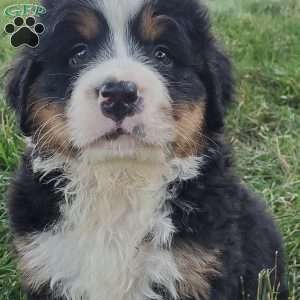 SANTANA, Bernese Mountain Dog Puppy