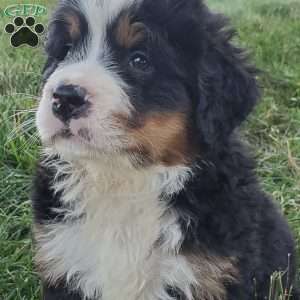SANTANA, Bernese Mountain Dog Puppy