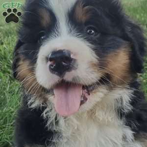 SANTANA, Bernese Mountain Dog Puppy