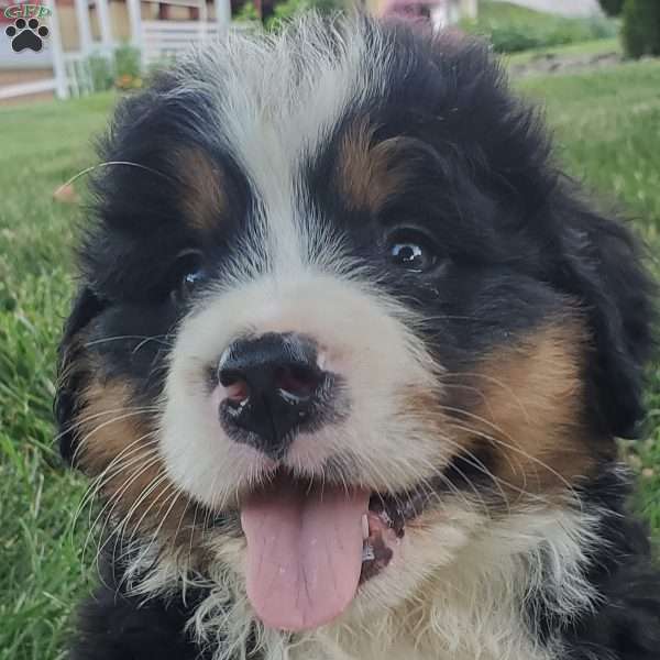 SANTANA, Bernese Mountain Dog Puppy