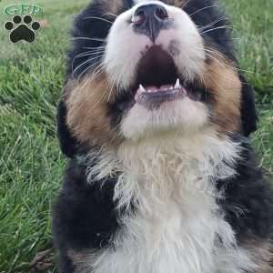 SANTANA, Bernese Mountain Dog Puppy