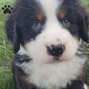 OTEGA, Bernese Mountain Dog Puppy
