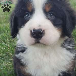 OTEGA, Bernese Mountain Dog Puppy