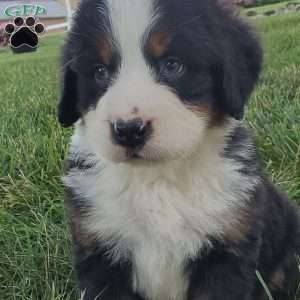 OTEGA, Bernese Mountain Dog Puppy