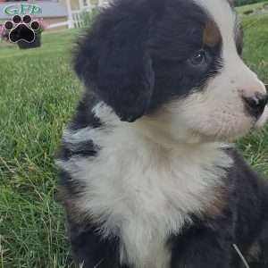 OTEGA, Bernese Mountain Dog Puppy