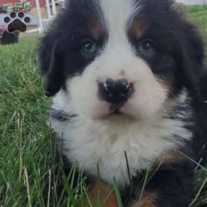 OTEGA, Bernese Mountain Dog Puppy