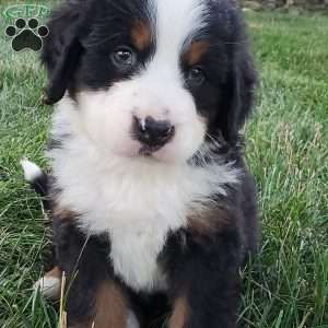 OTEGA, Bernese Mountain Dog Puppy