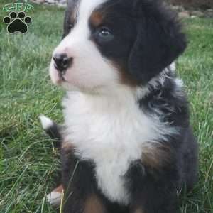 OTEGA, Bernese Mountain Dog Puppy