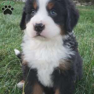 OTEGA, Bernese Mountain Dog Puppy