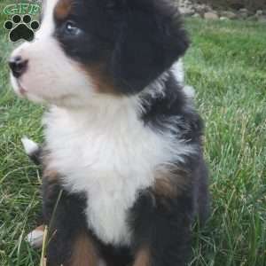 OTEGA, Bernese Mountain Dog Puppy