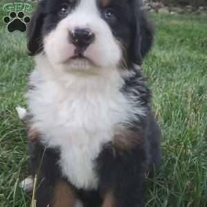 OTEGA, Bernese Mountain Dog Puppy