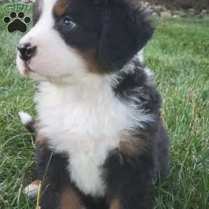 OTEGA, Bernese Mountain Dog Puppy
