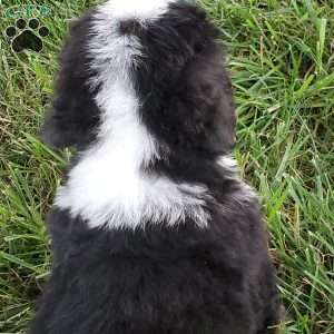 OTEGA, Bernese Mountain Dog Puppy