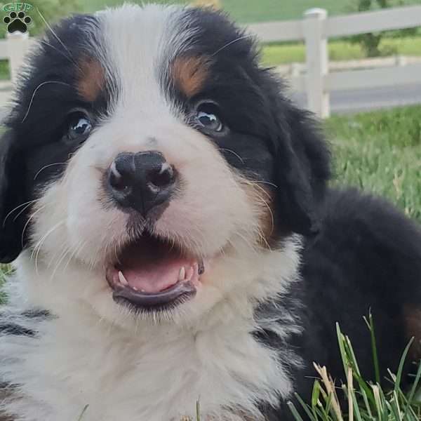 OTEGA, Bernese Mountain Dog Puppy