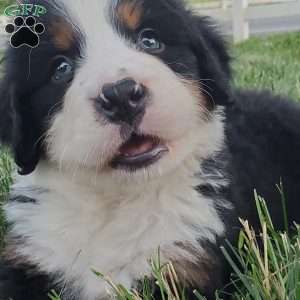 OTEGA, Bernese Mountain Dog Puppy