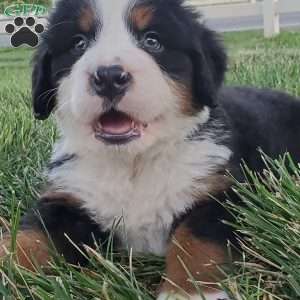 OTEGA, Bernese Mountain Dog Puppy