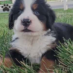 OTEGA, Bernese Mountain Dog Puppy