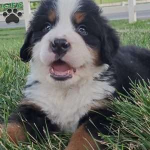 OTEGA, Bernese Mountain Dog Puppy