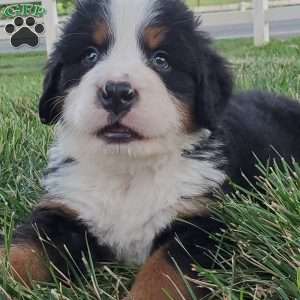 OTEGA, Bernese Mountain Dog Puppy