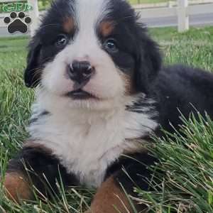 OTEGA, Bernese Mountain Dog Puppy