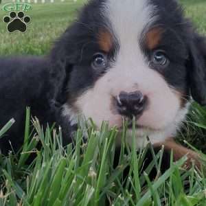 OTEGA, Bernese Mountain Dog Puppy