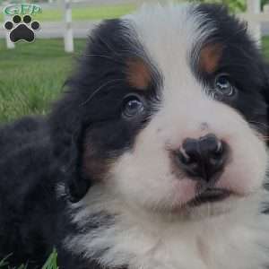OTEGA, Bernese Mountain Dog Puppy
