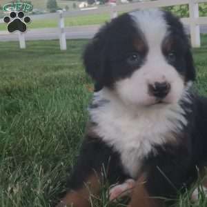 OTEGA, Bernese Mountain Dog Puppy