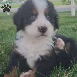 OTEGA, Bernese Mountain Dog Puppy