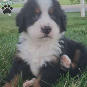 OTEGA, Bernese Mountain Dog Puppy