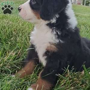 OTEGA, Bernese Mountain Dog Puppy