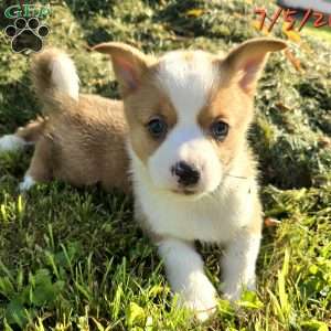 D.Va, Pembroke Welsh Corgi Puppy