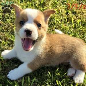 D.Va, Pembroke Welsh Corgi Puppy