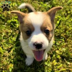 D.Va, Pembroke Welsh Corgi Puppy