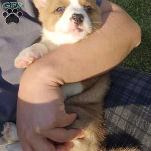D.Va, Pembroke Welsh Corgi Puppy