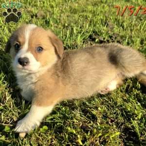 Juno, Pembroke Welsh Corgi Puppy