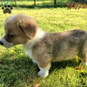 Juno, Pembroke Welsh Corgi Puppy