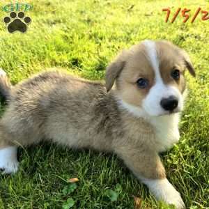 Juno, Pembroke Welsh Corgi Puppy
