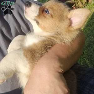 Rumi, Pembroke Welsh Corgi Puppy