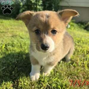 Rumi, Pembroke Welsh Corgi Puppy