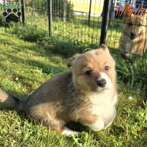 Rumi, Pembroke Welsh Corgi Puppy