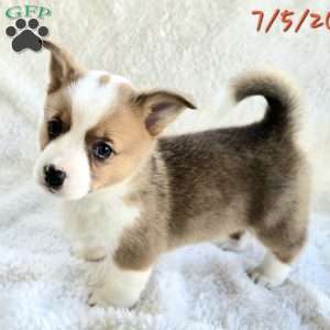 D.Va, Pembroke Welsh Corgi Puppy