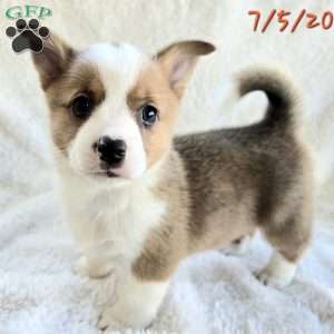 D.Va, Pembroke Welsh Corgi Puppy