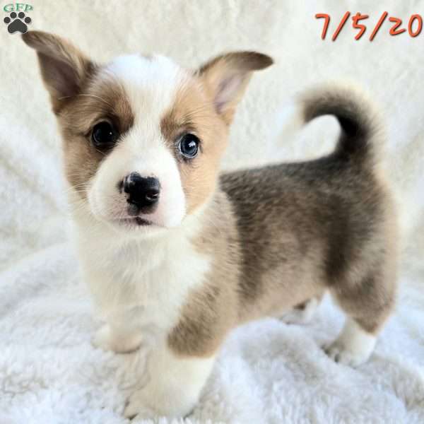 D.Va, Pembroke Welsh Corgi Puppy