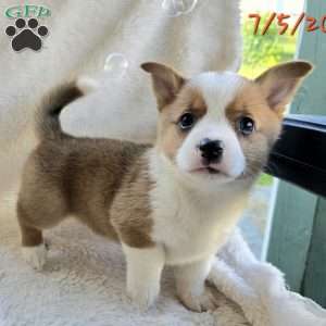 D.Va, Pembroke Welsh Corgi Puppy