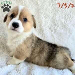 Juno, Pembroke Welsh Corgi Puppy