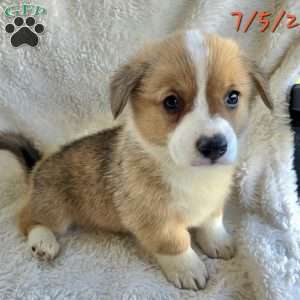 Juno, Pembroke Welsh Corgi Puppy