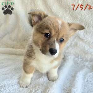 Rumi, Pembroke Welsh Corgi Puppy